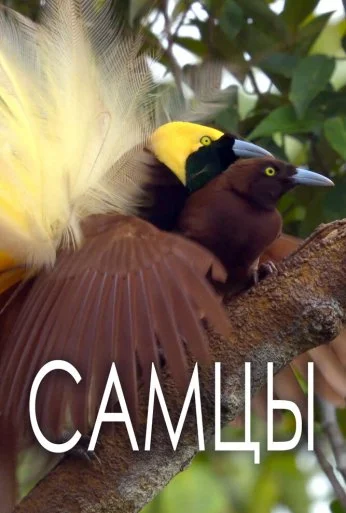 Самцы (2019)